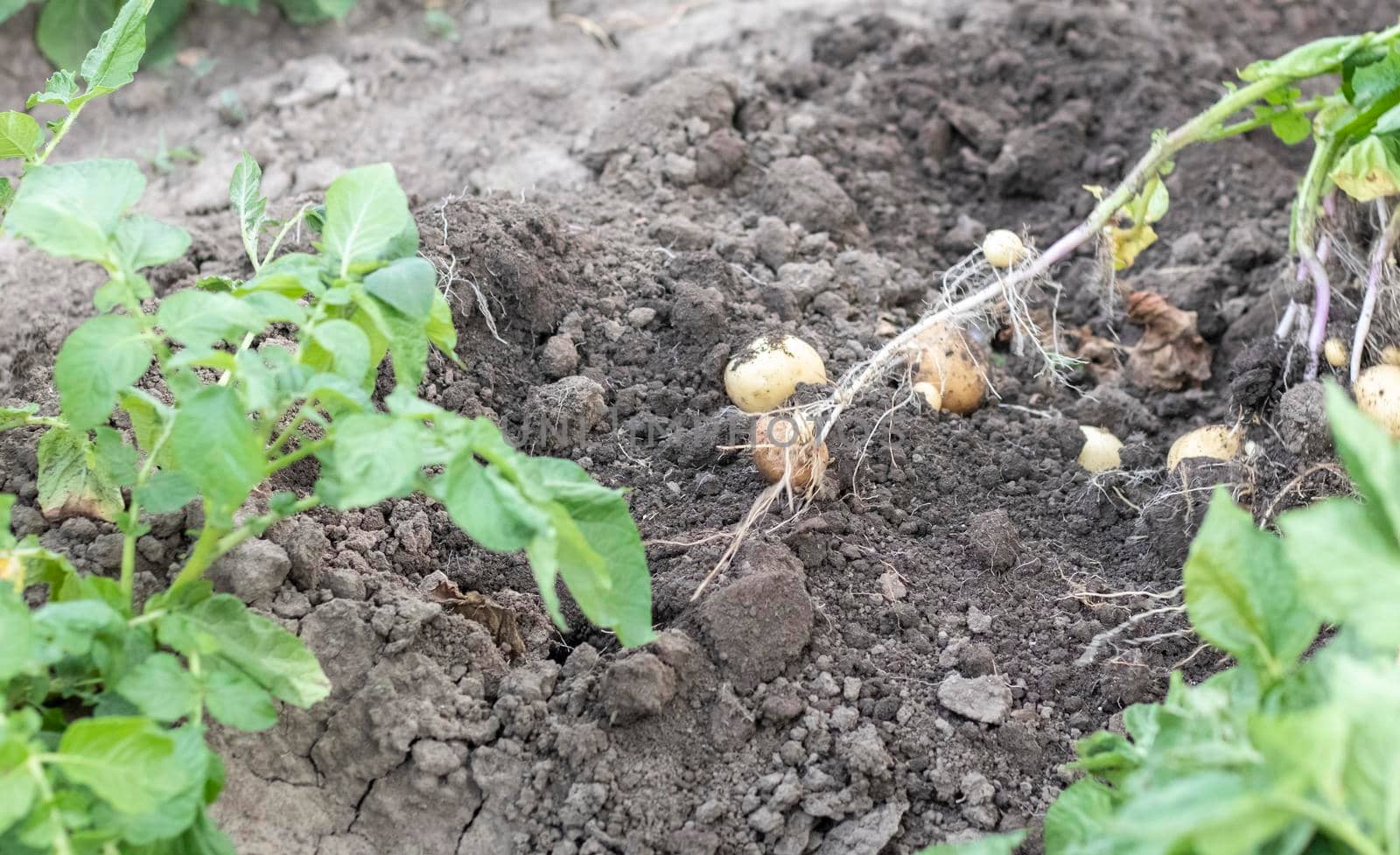 Fresh organic potatoes on the ground in a field on a summer day. Harvesting potatoes from the soil. Low angle freshly dug or harvested potatoes on rich brown ground. The concept of growing food