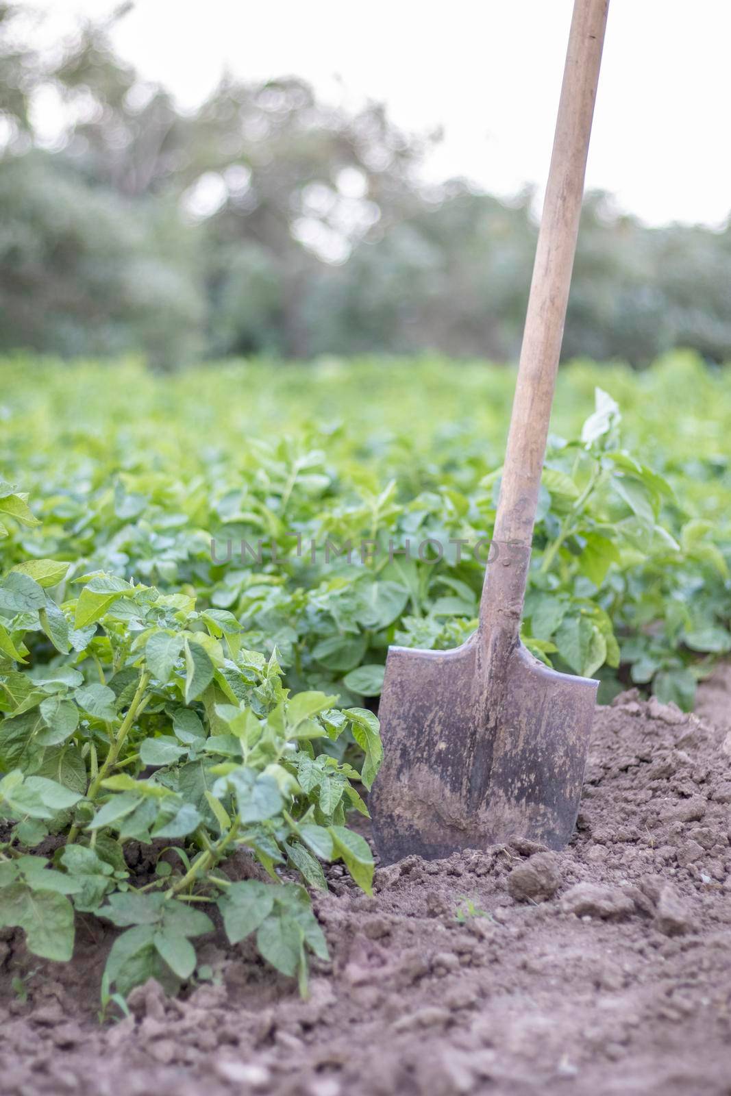 Shovel on the background of potato bushes. Harvesting. Agriculture. Digging up a young potato tuber from the ground, harvesting potatoes on a farm. Harvesting potatoes with a shovel in the garden