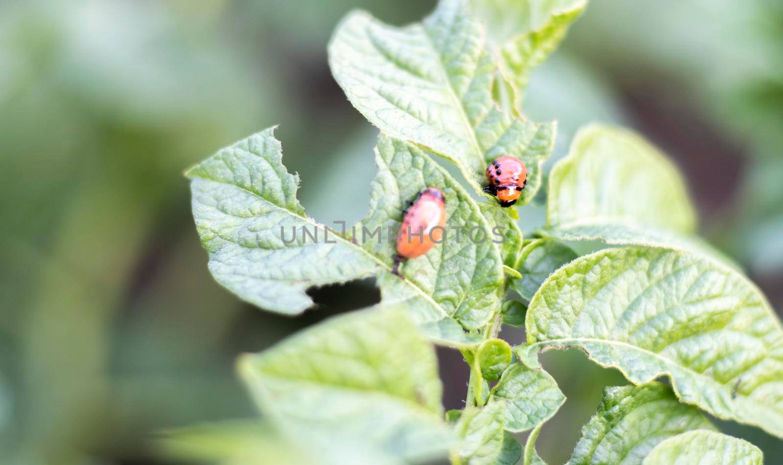 Close-up of a Colorado striped beetle larva on damaged potato leaves. Leptinotarsa Decemlineata. Serious potato pest in garden sunlight. The larvae of the Colorado potato parasite eat the leaves