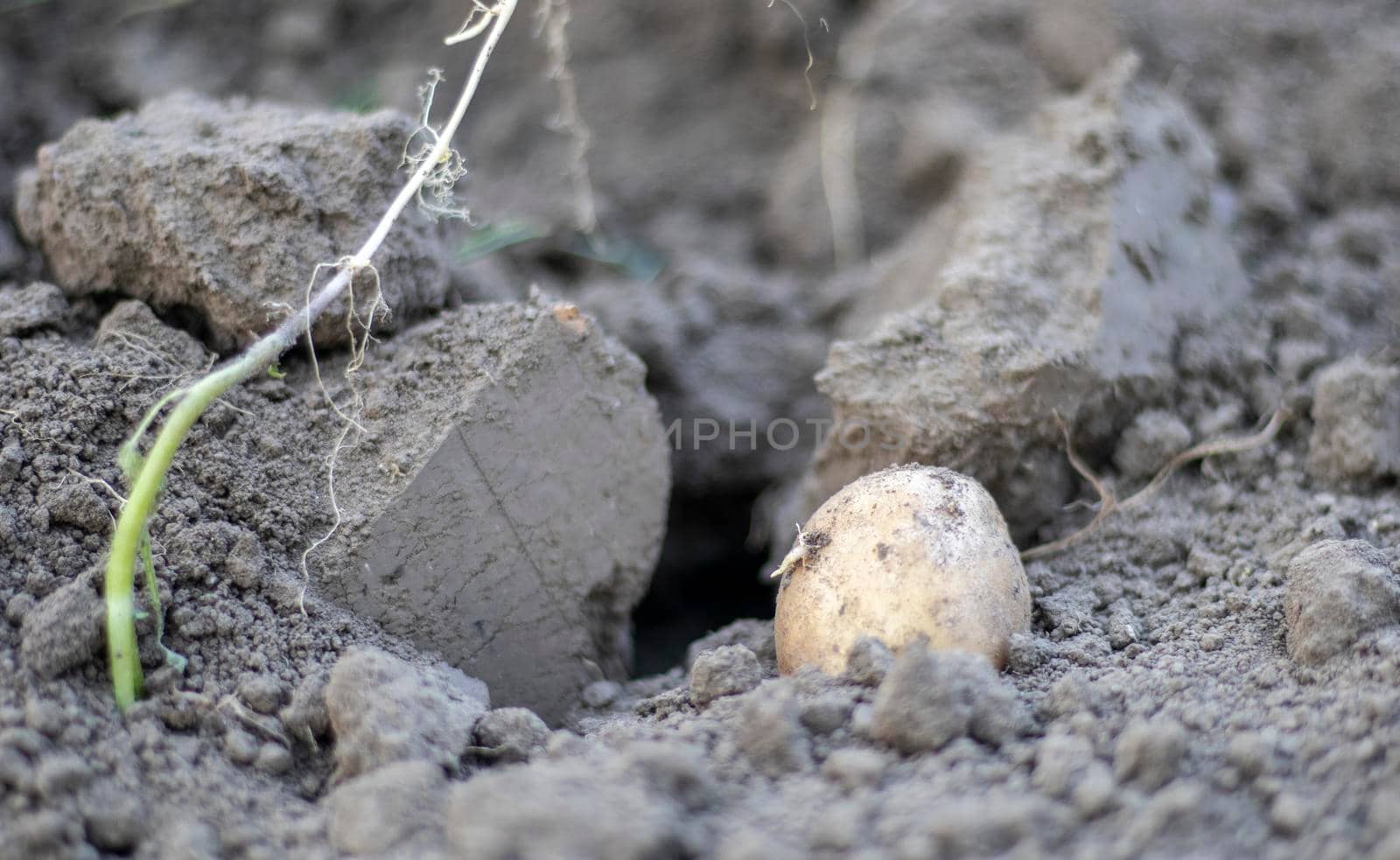 Fresh organic potatoes on the ground in a field on a summer day. Harvesting potatoes from the soil. Low angle freshly dug or harvested potatoes on rich brown ground. The concept of growing food