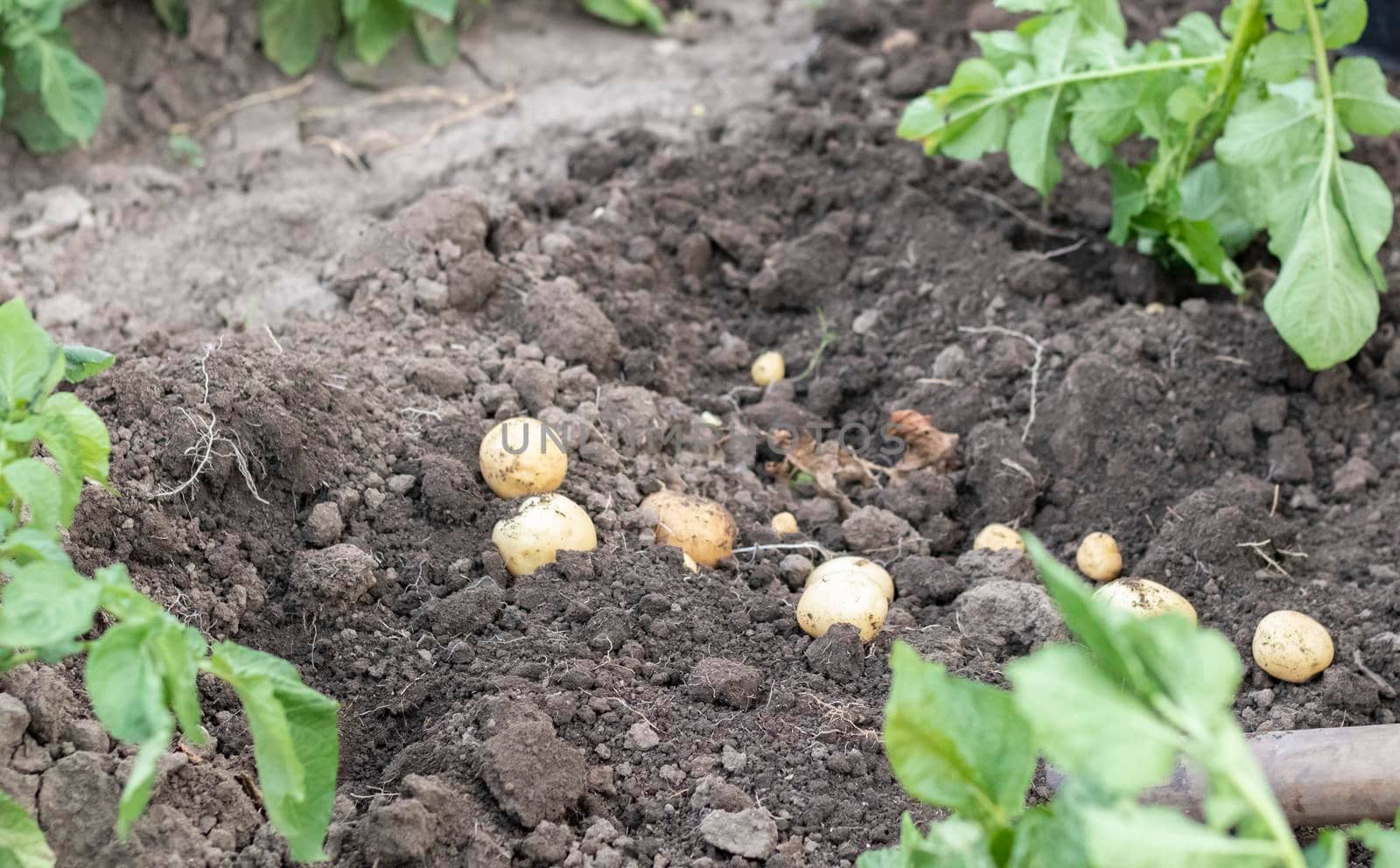 Fresh organic potatoes on the ground in a field on a summer day. Harvesting potatoes from the soil. Low angle freshly dug or harvested potatoes on rich brown ground. The concept of growing food