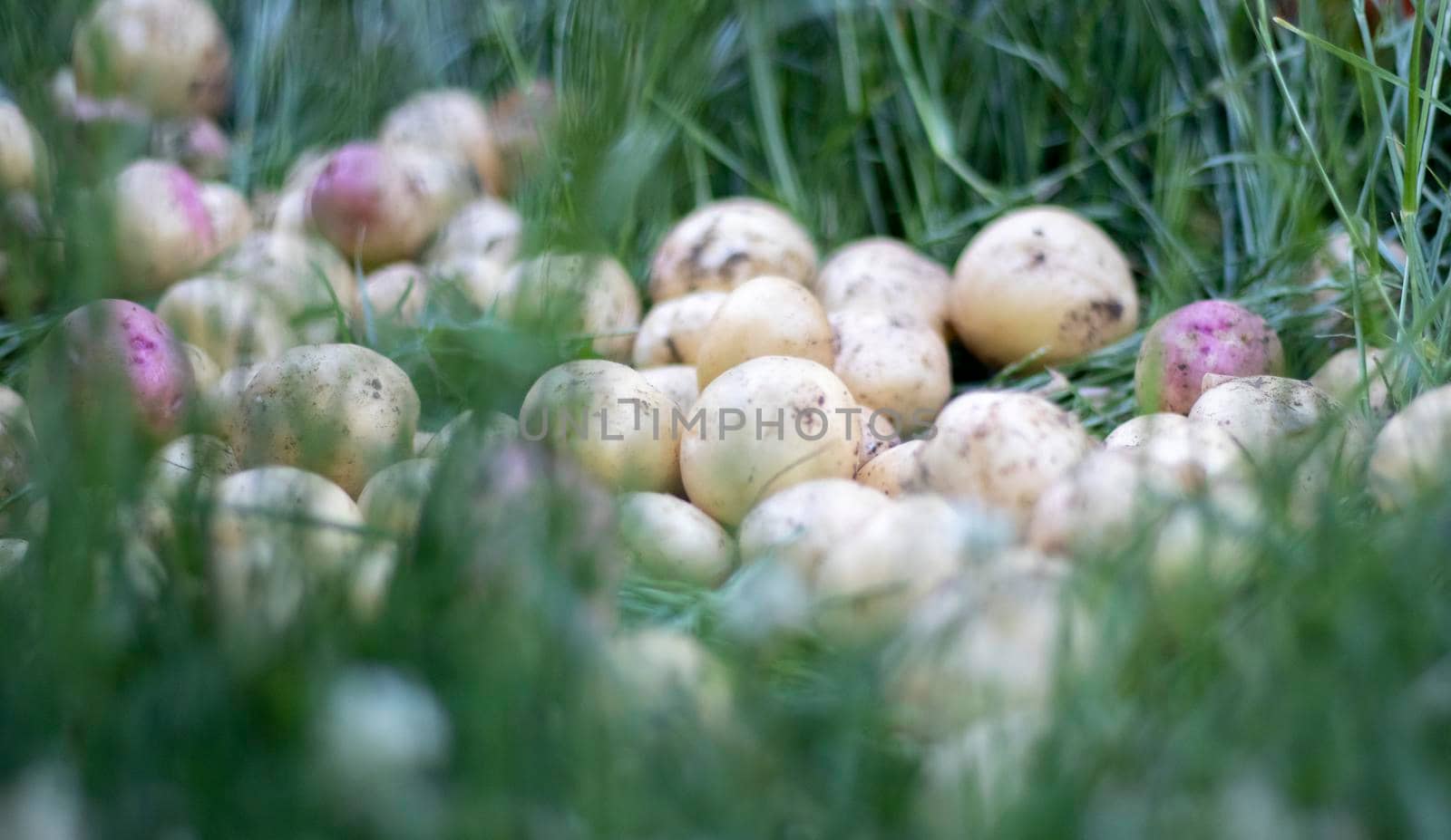 Lots of fresh organic potatoes on the grass on a summer day. Heap of ripe young potatoes in the field. Low angle freshly dug or harvested potatoes on rich brown ground. The concept of growing food