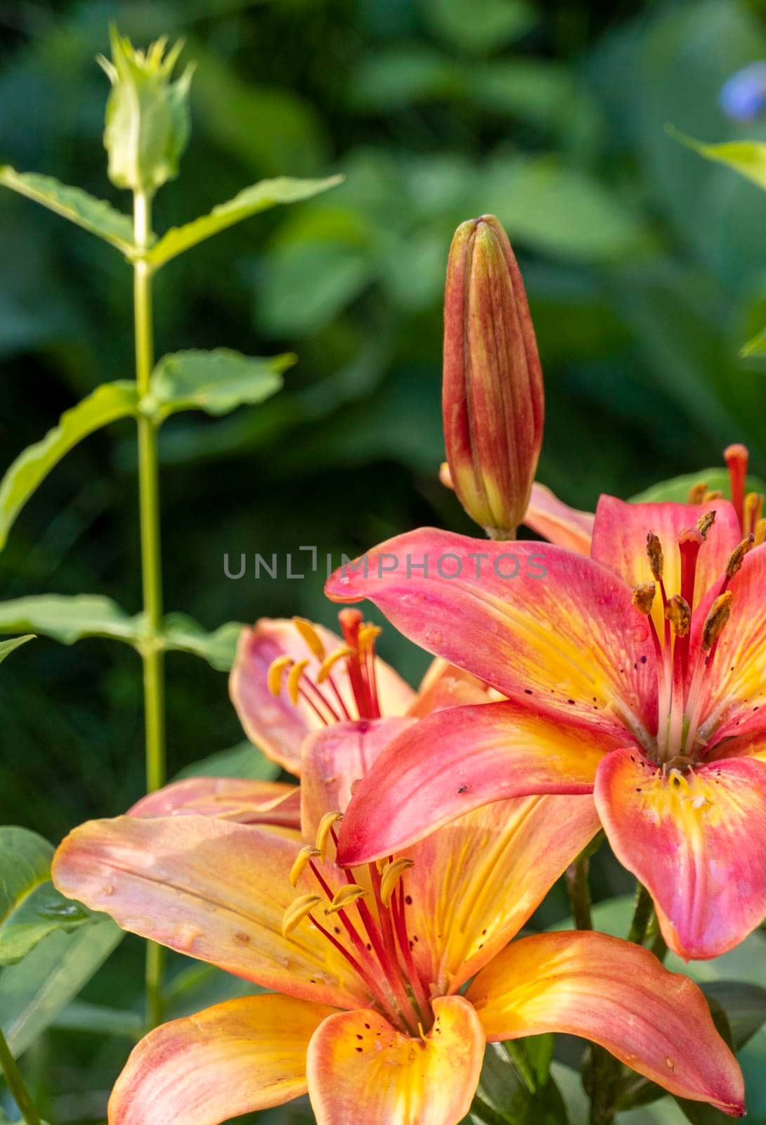 Pink lilies are given to lovers on Valentine's Day in February. High quality photo