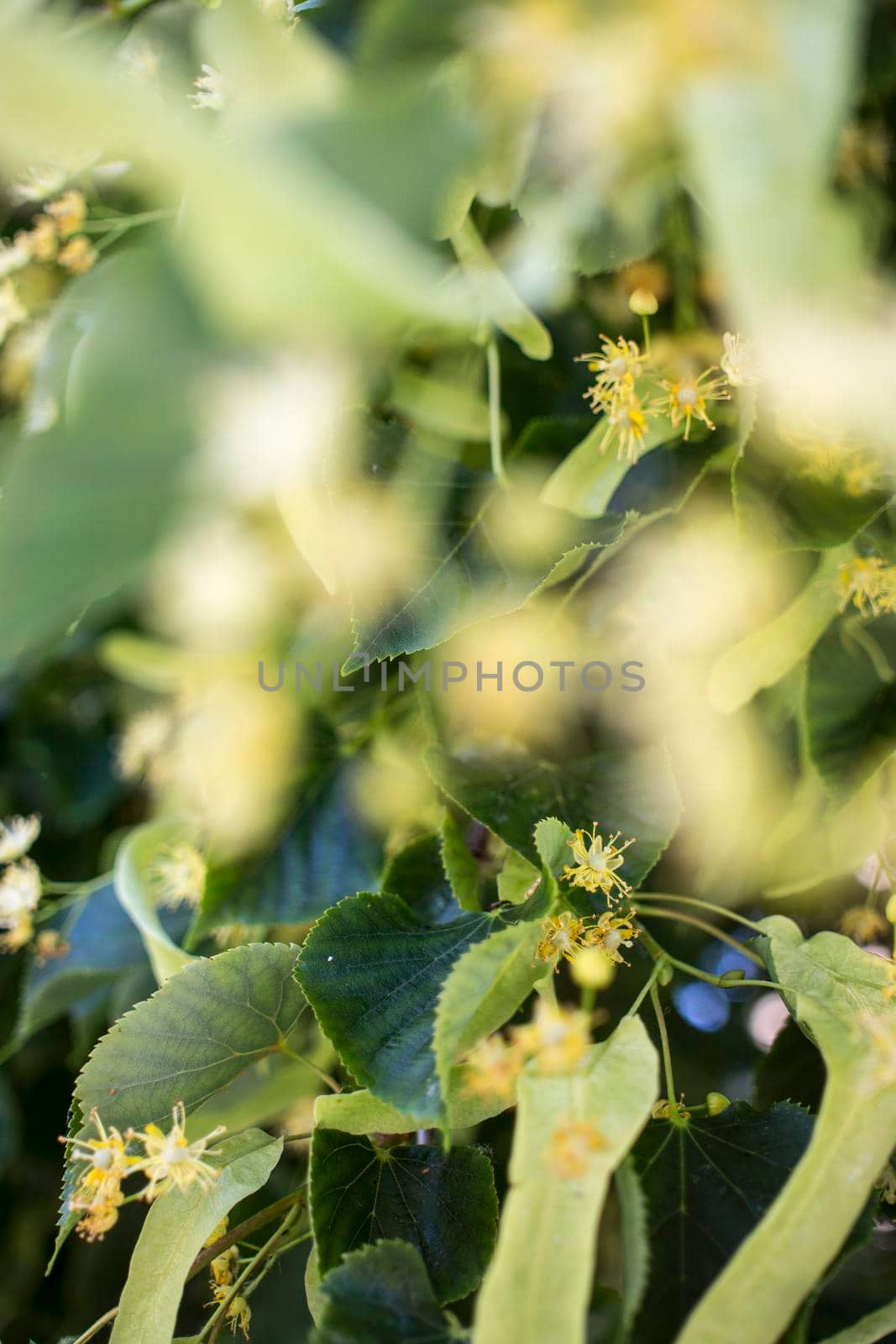 Close up of the clusters of blooming flowers of common life Tilia x europaea, also known as linden, basswood, lime tree, lime bush.bumblebee collects nectar, lime honey