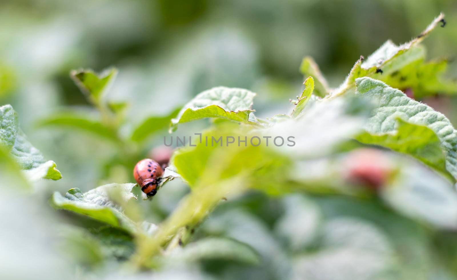 Close-up of a Colorado striped beetle larva on damaged potato leaves. Leptinotarsa Decemlineata. Serious potato pest in garden sunlight. The larvae of the Colorado potato parasite eat the leaves