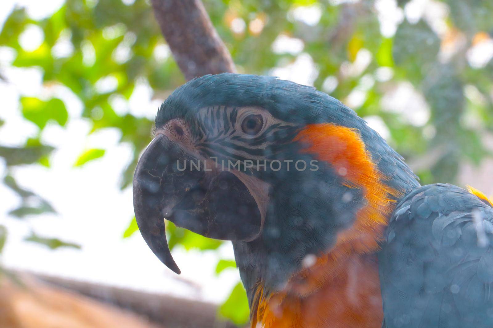 On a tree branch sits a beautiful colored parrot. by kip02kas