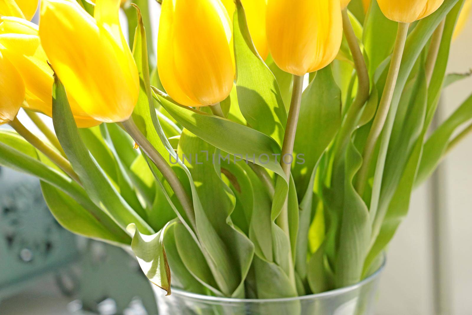 In the vase there is a bouquet of flowering tulips. Congratulations on the holiday. by kip02kas