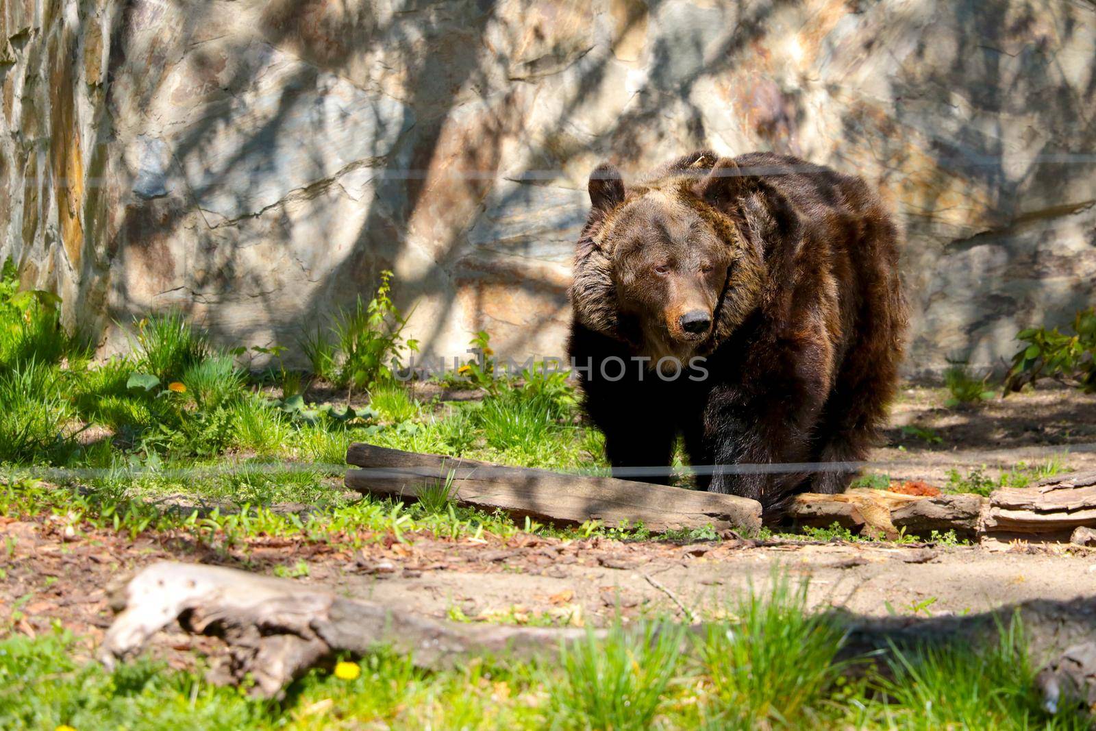 A large brown bear in the wild. Dangerous animals