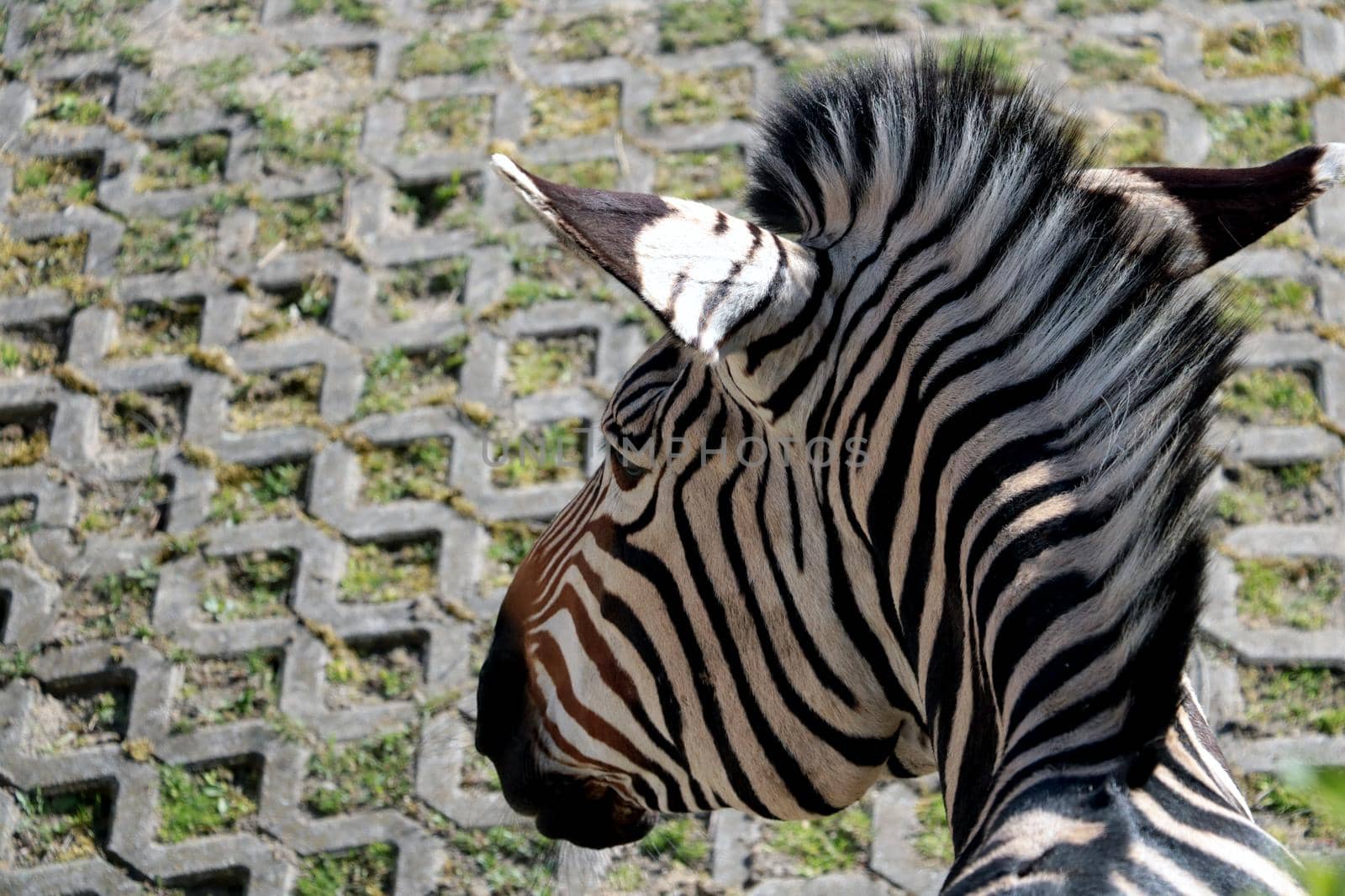 Close-up of a zebra's head in the park. by kip02kas