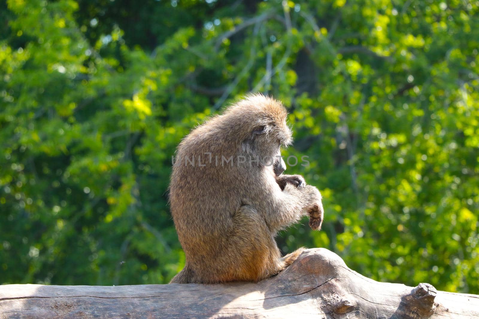 A monkey sits on a tree and cleans wool. The spread of the disease. Pandemic. The virus is spreading among people, a global problem