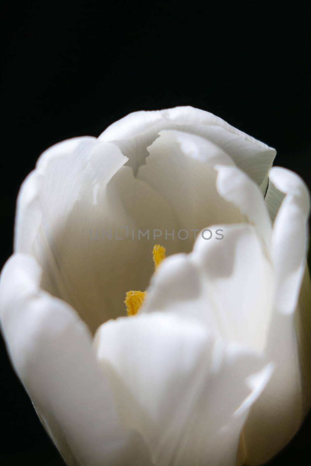 A white tulip flower on a black background. The background of the flower. by kip02kas