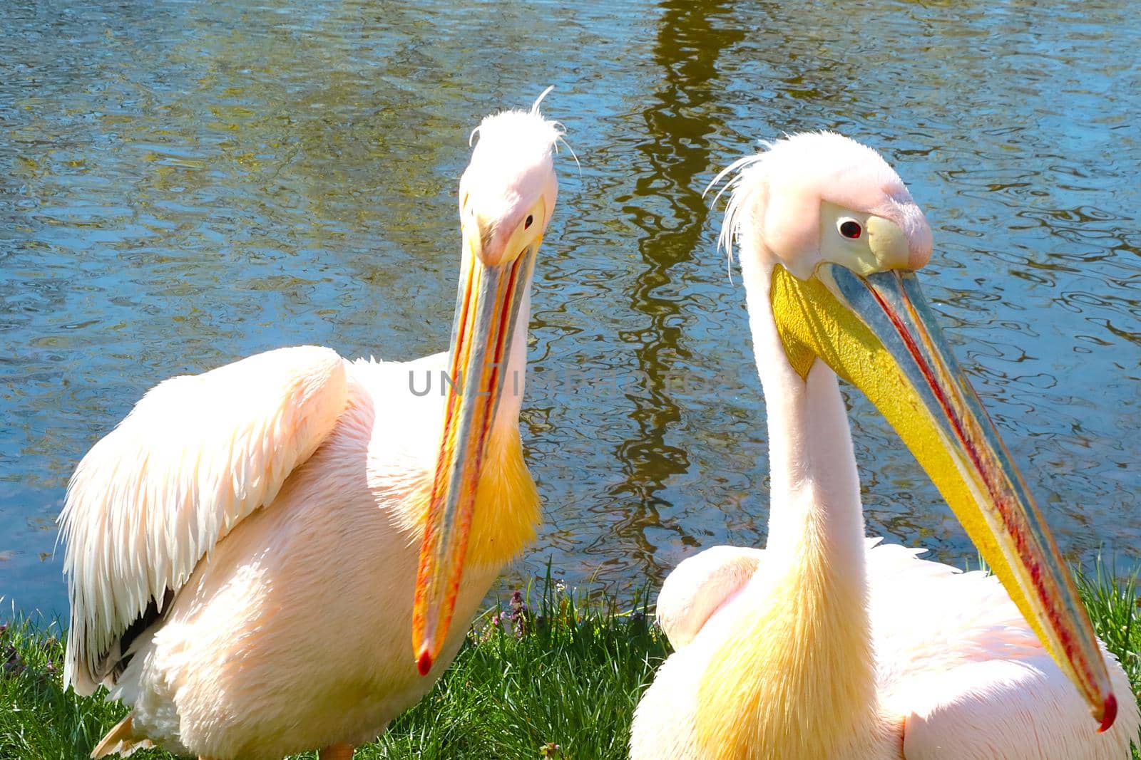 Close-up of a pink pelican near a pond