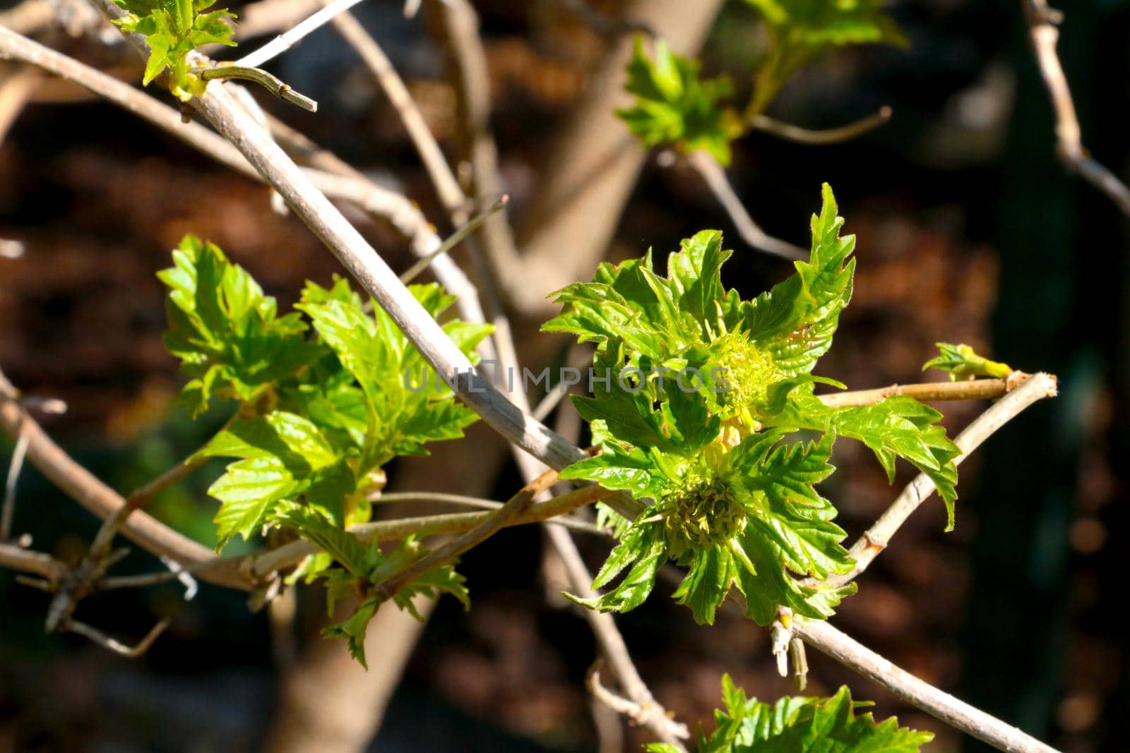 Young green leaves bloom on a bush branch in the park in the spring