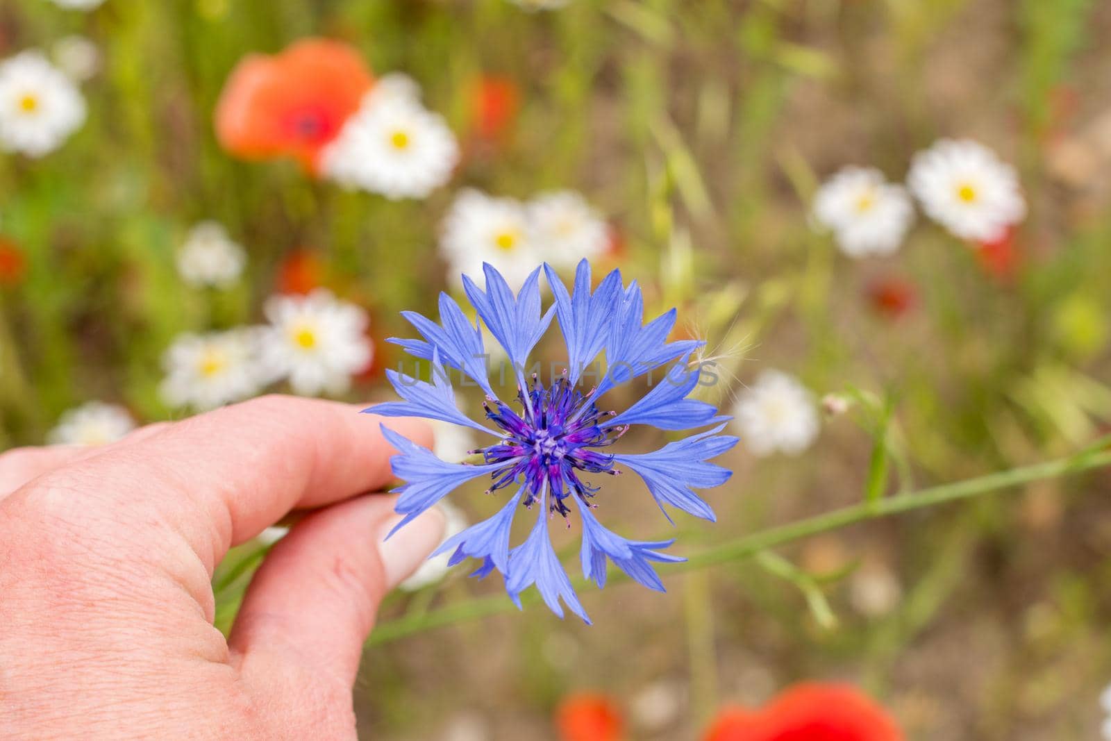 blue cornflower flower in the middle of flower field flower portrait,background by KaterinaDalemans