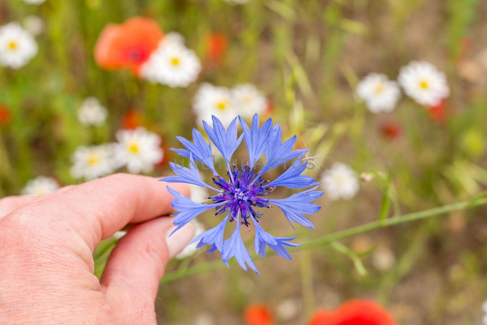 blue cornflower flower in the middle of a flower field flower portrait natural background sunny summer day. High quality photo