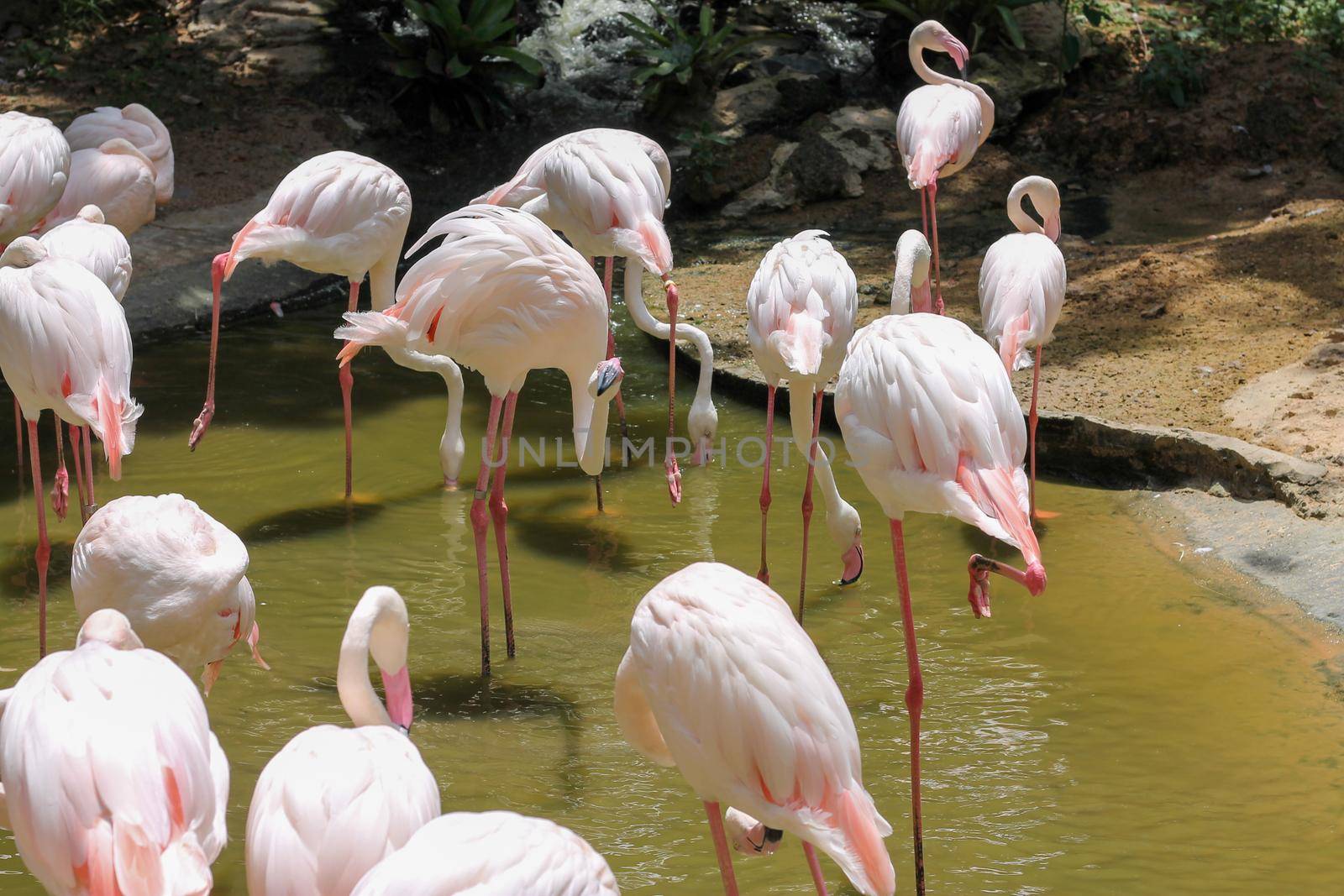 Flamingos in a pond in a zoo in Thailand intended for people to visit and gain knowledge about foreign animals by pichai25