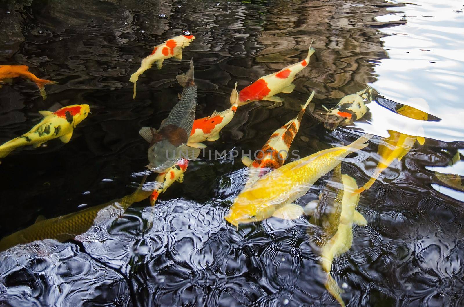 Goldfish swim in a pond. Many colored Koi carp from the island of Bali. Stock image.