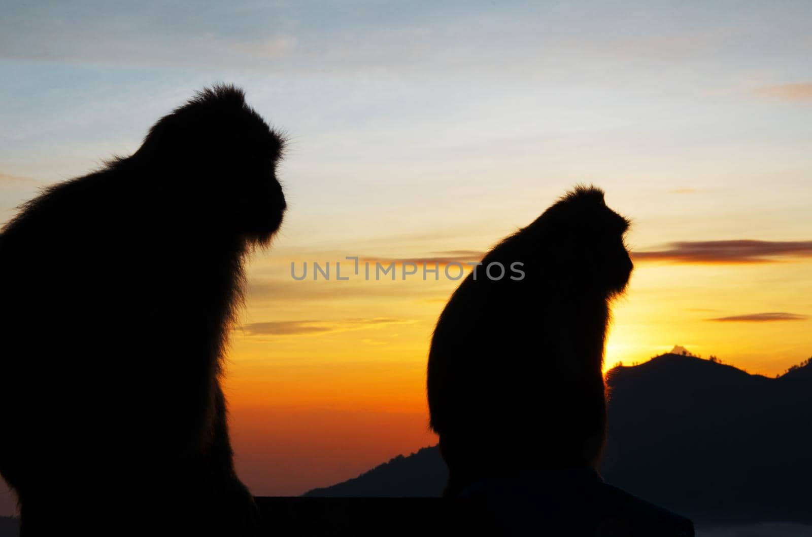 Silhouette of a monkey in the mountains at dawn. The symbol of the new year 2016. Fire monkeys. stock image.