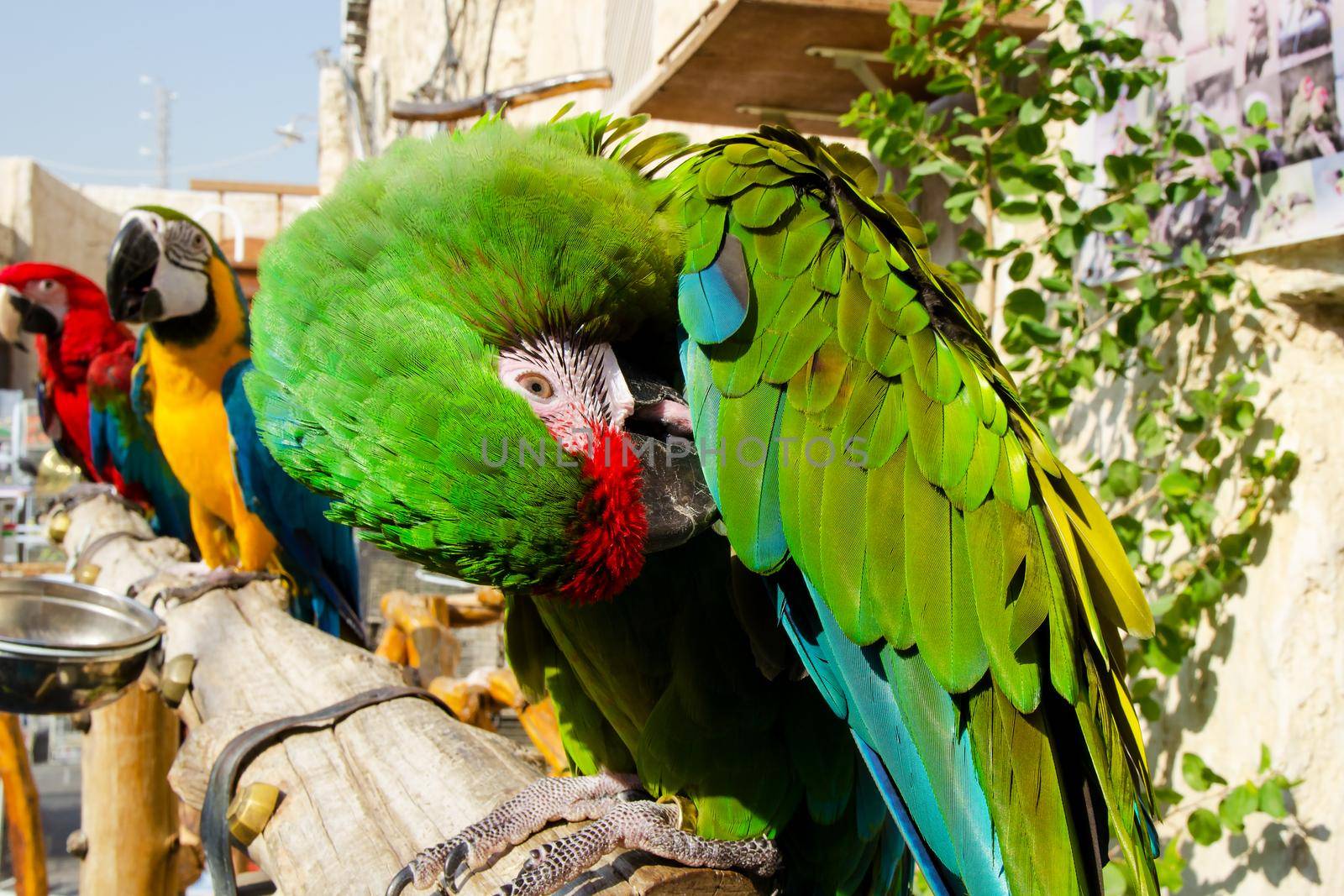 Scarlet Macaw Being Sold in a Souq in Doha, Qatar.