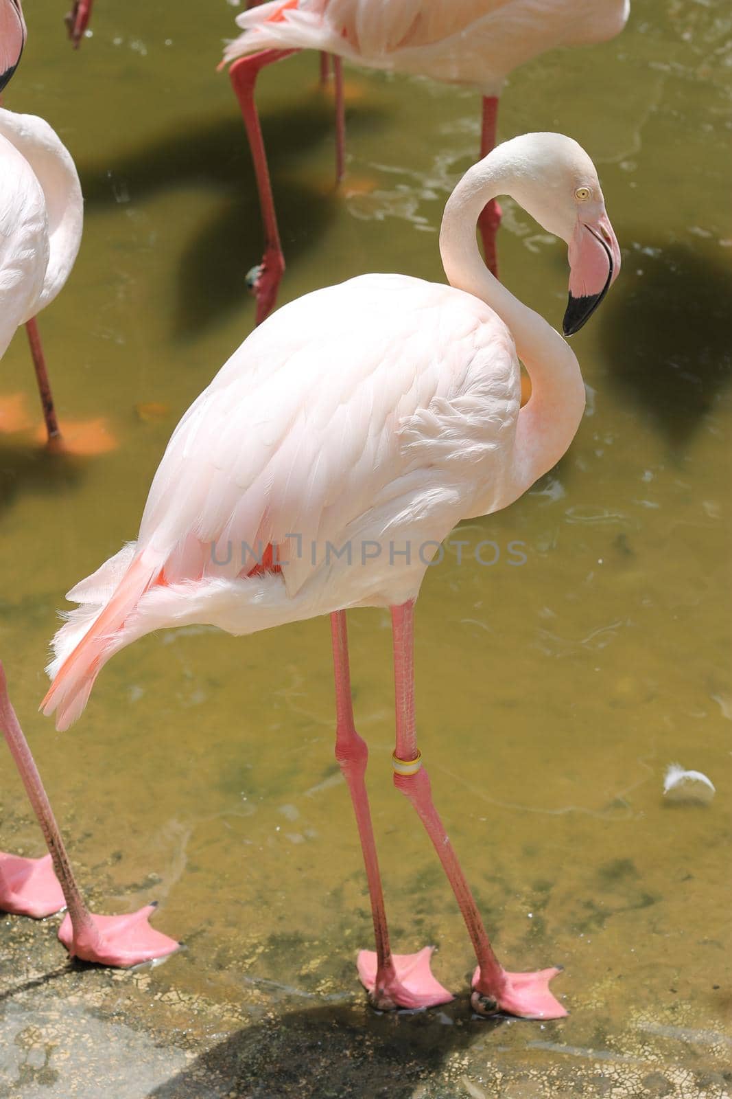 Pink Greater Flamingos, Ruber Phoenicopterus, in the water, Camargue, France. Fallen flamingos clean the wildlife scene from nature. by pichai25