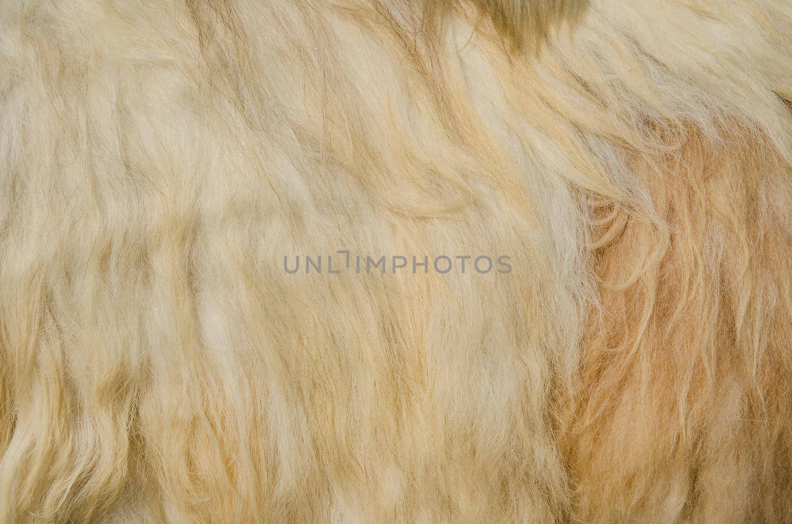 Background of bright wool camel