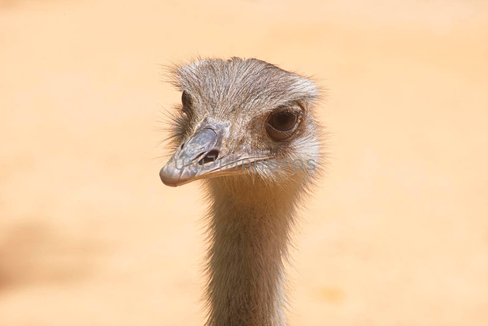 Front view of an ostrich. The concept for fear, ignoring, alertness, and attention by avirozen