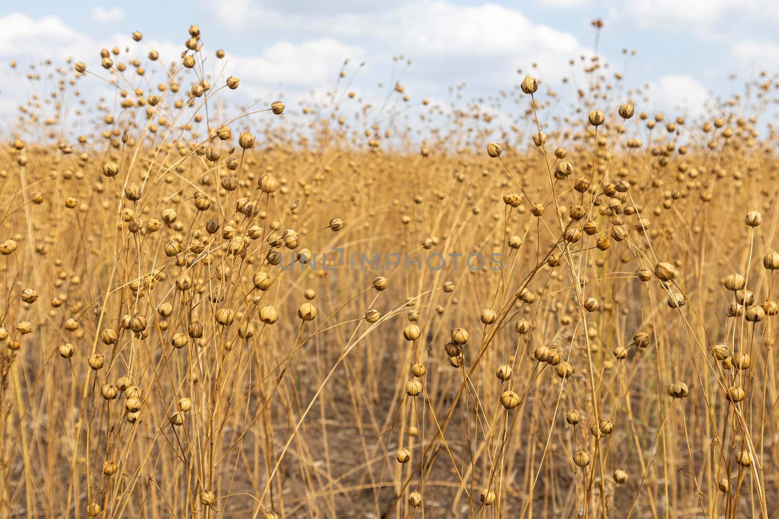 stems of ripe flax close-up as a background by roman112007