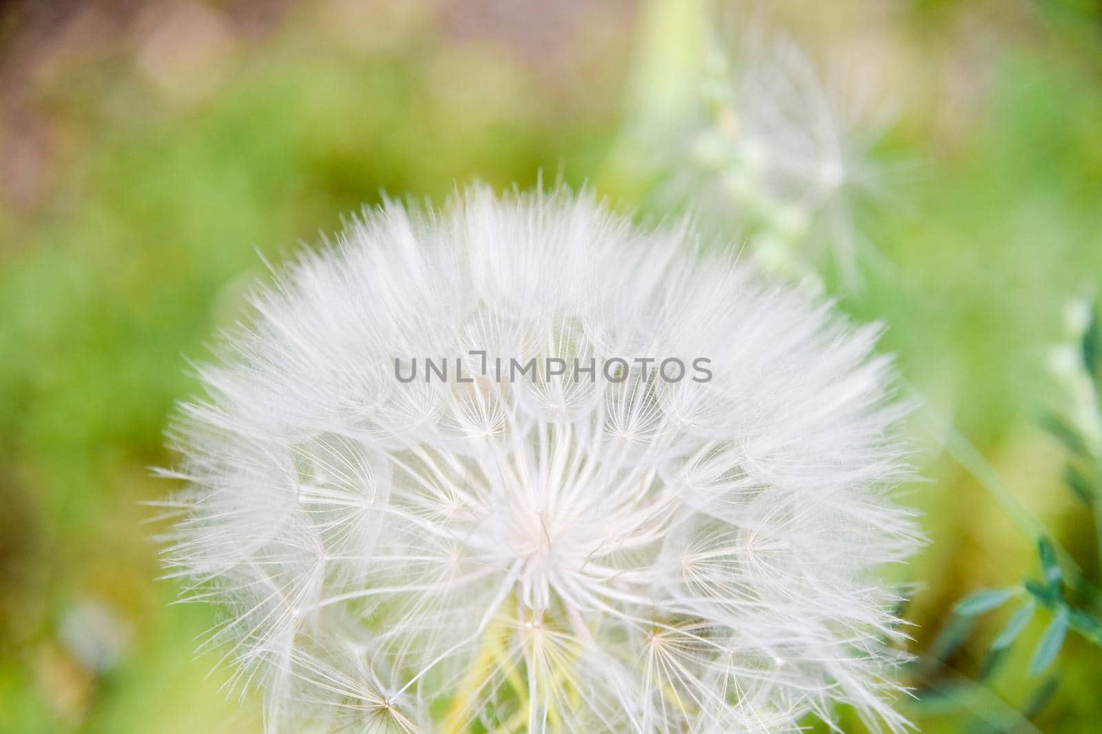 A large white ball of dandelion in hand against the sky. High quality photo