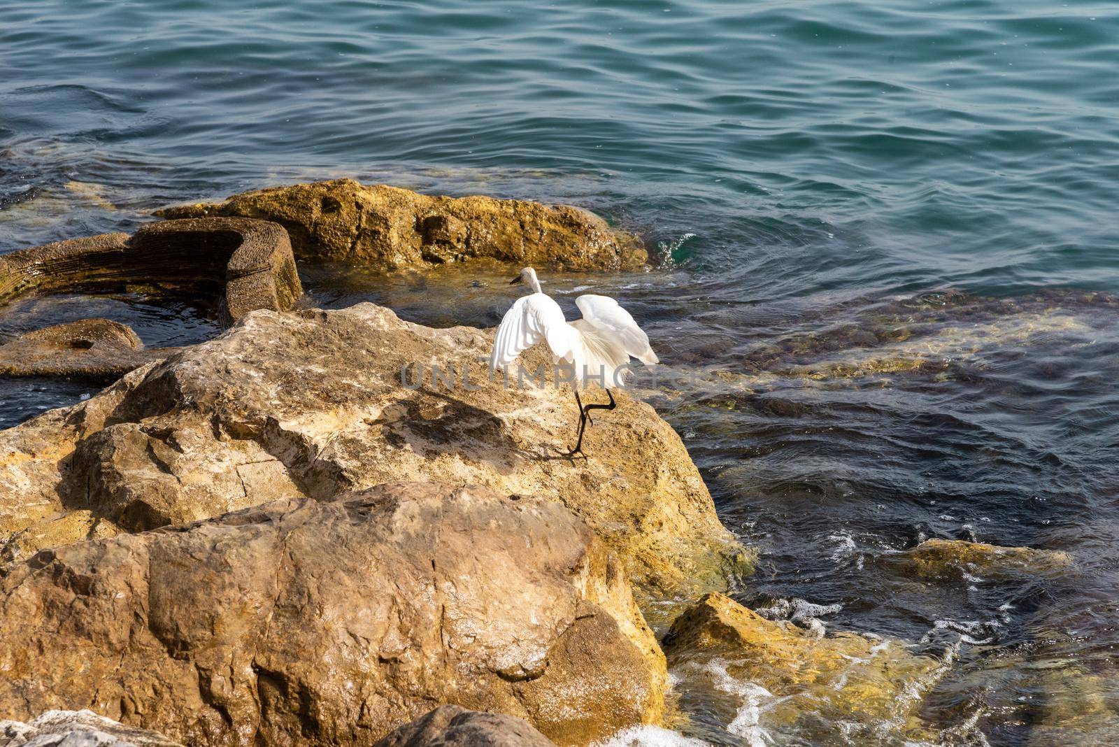 White Heron is Fishing, Heron Looking For Fish, Heron Walking On Water. Heron on a rock at the moment of the blue waters of the Mediterranean Sea by avirozen