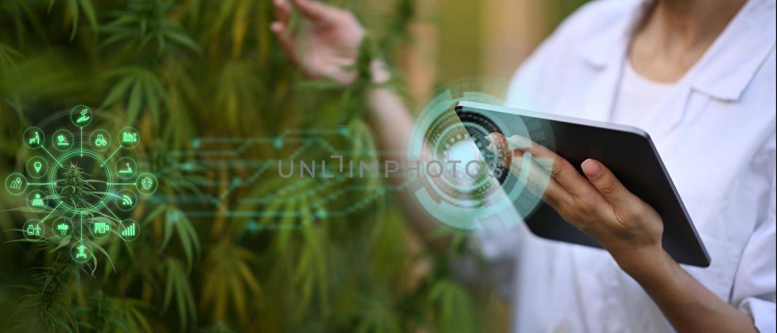Researcher using tablet computer analysis data and visual icon. Business agricultural cannabis farm.