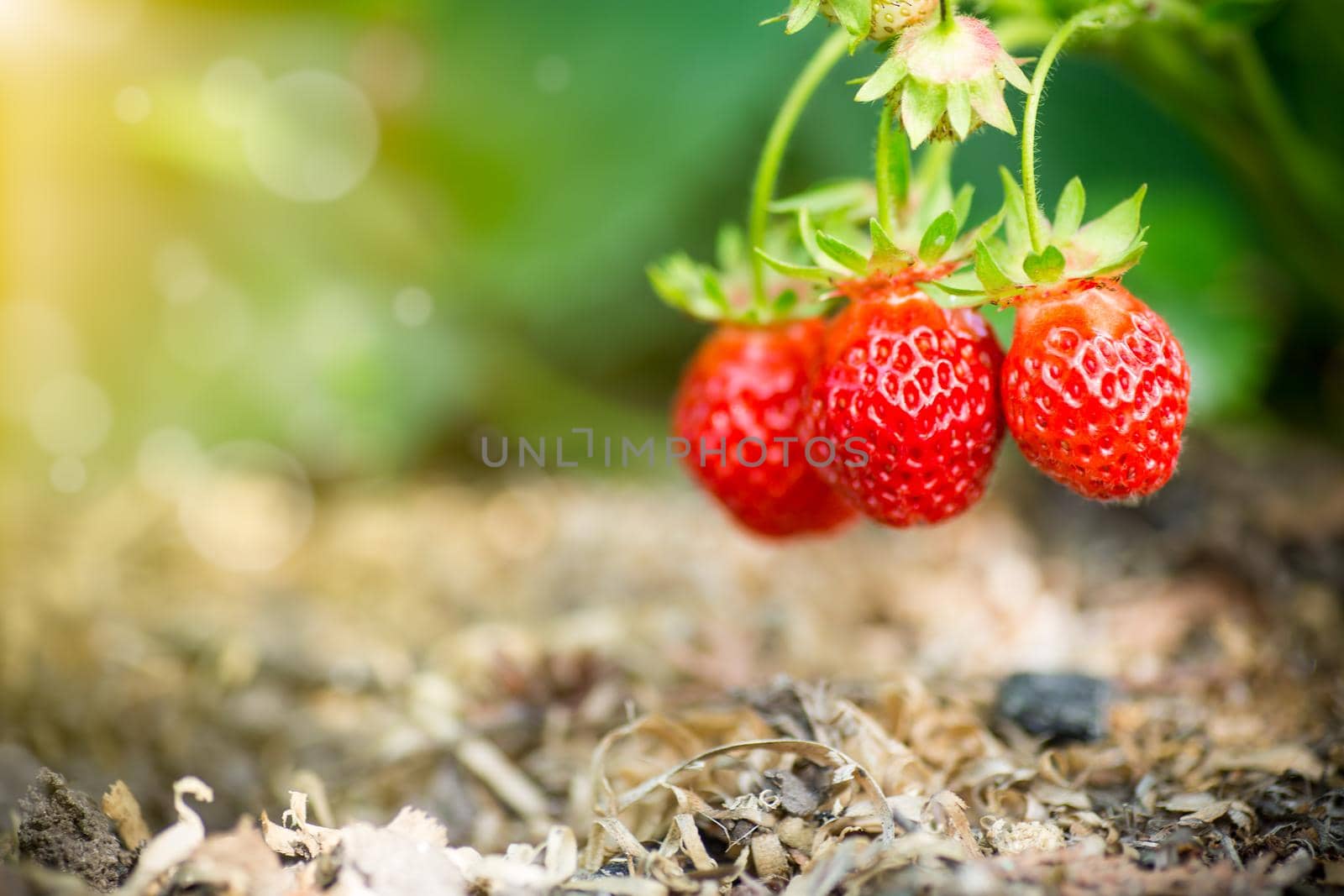 a bush of ripe red strawberries with leaves grows in the sun, outdoors.