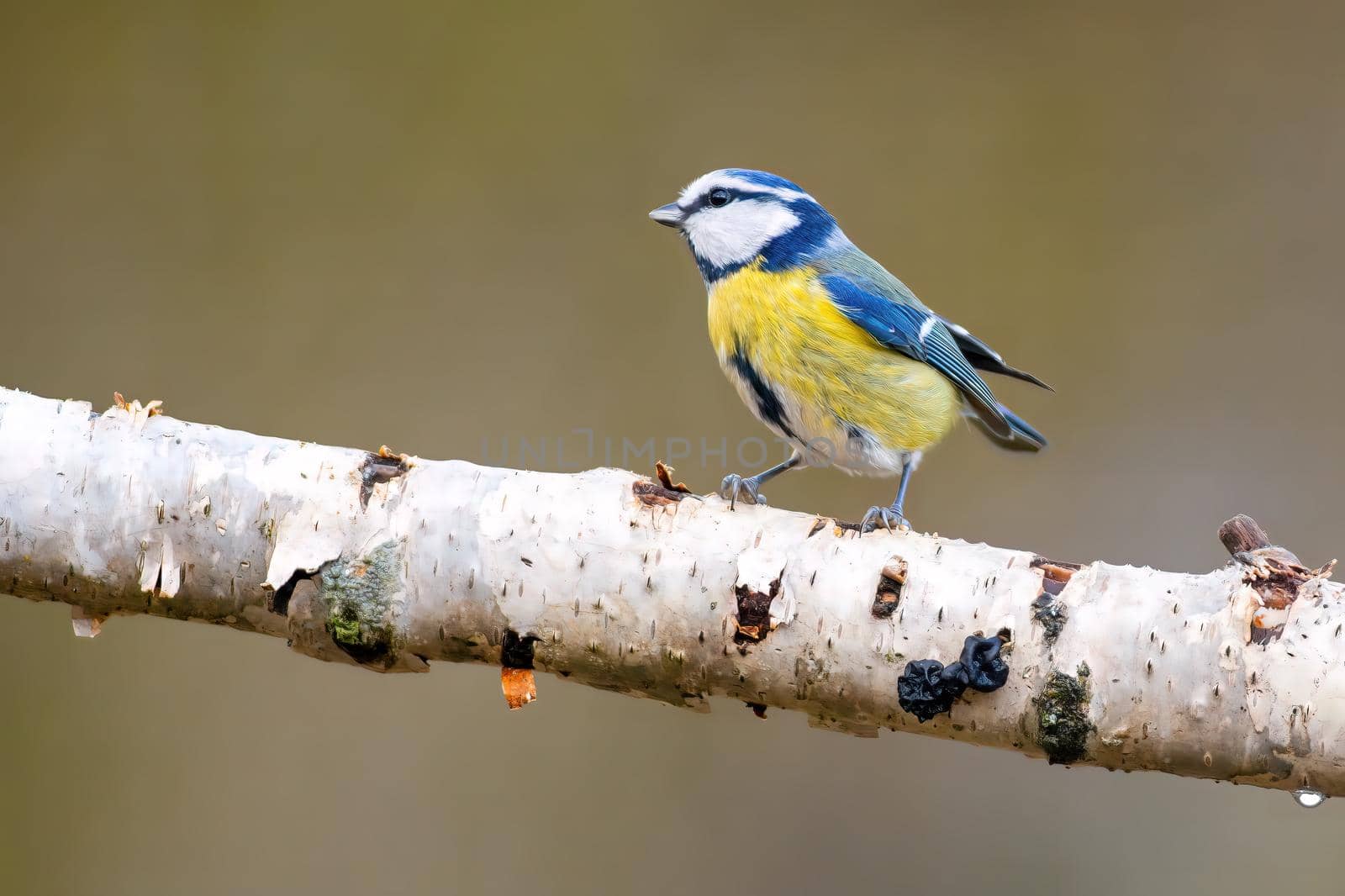 a blue tit sits on a branch