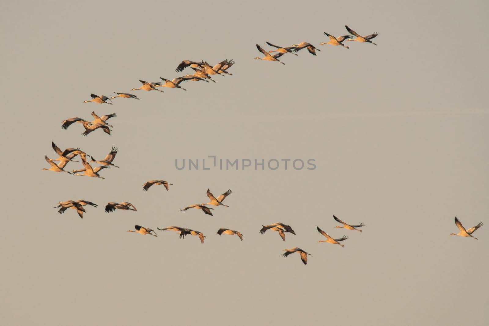 several cranes fly in the sky