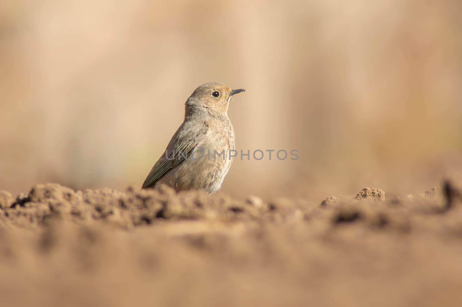 a female redstart looking for food on a freshly plowed field