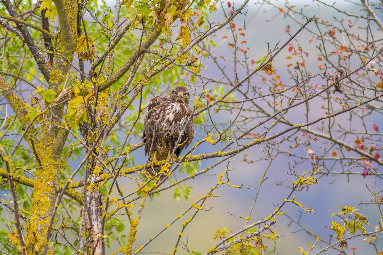 a Buzzard sits on a branch of a tree