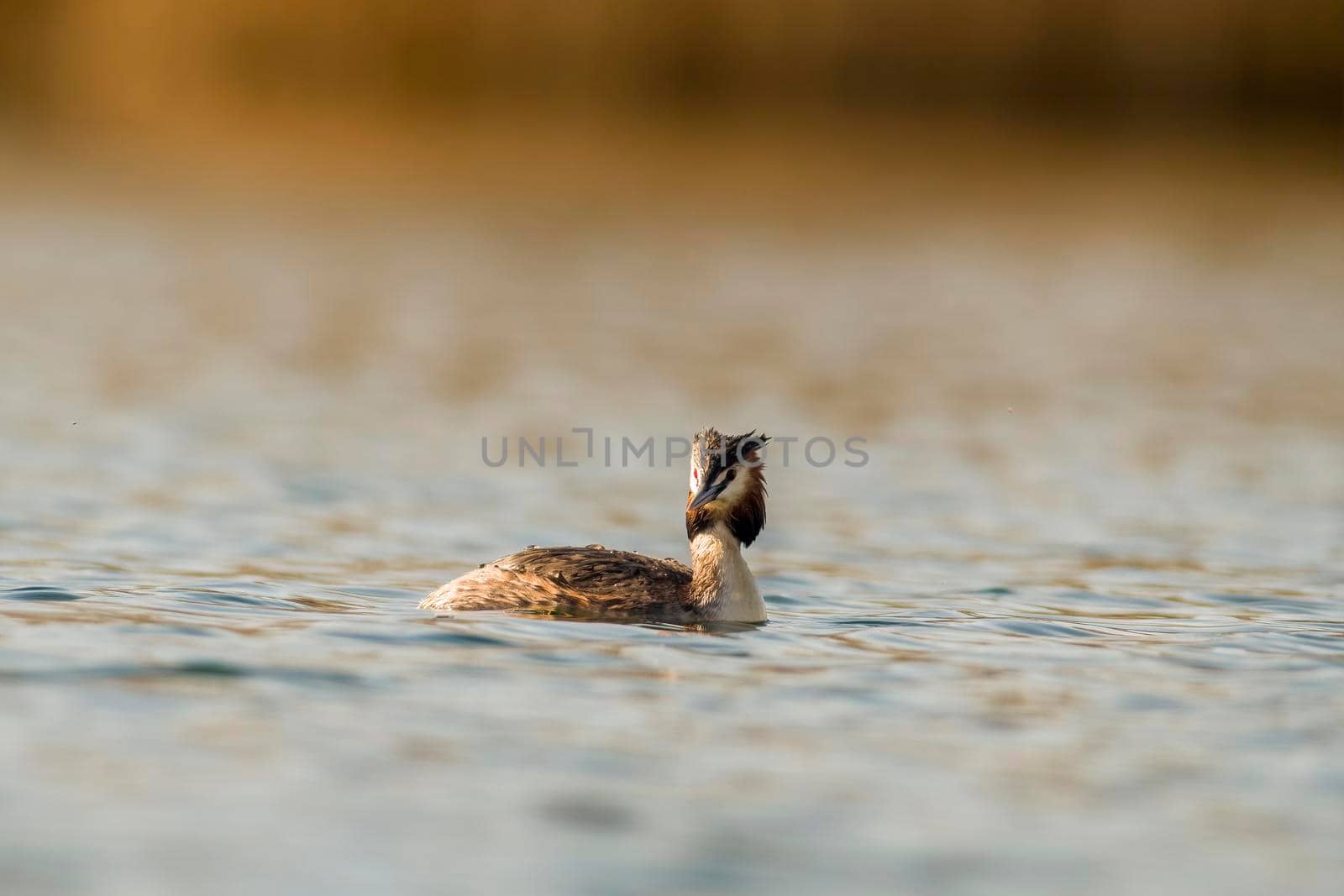 a great crested grebe swims on a lake