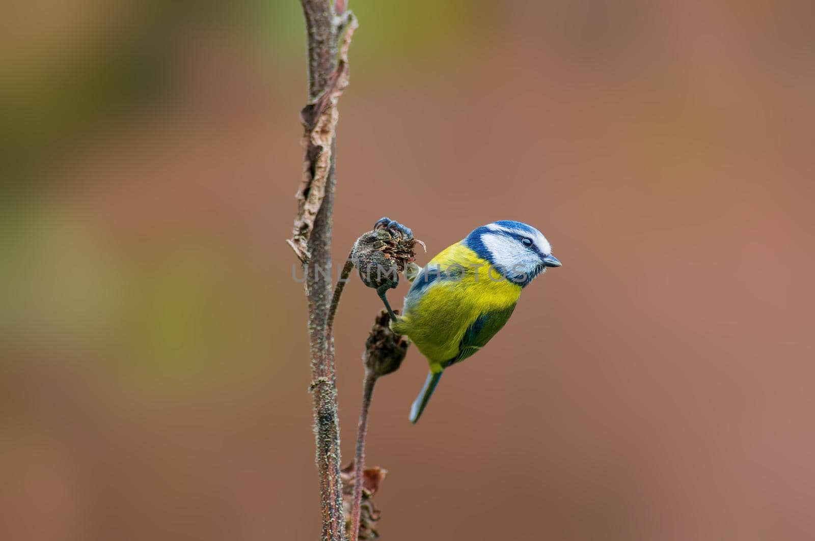 a blue tit sits on a branch