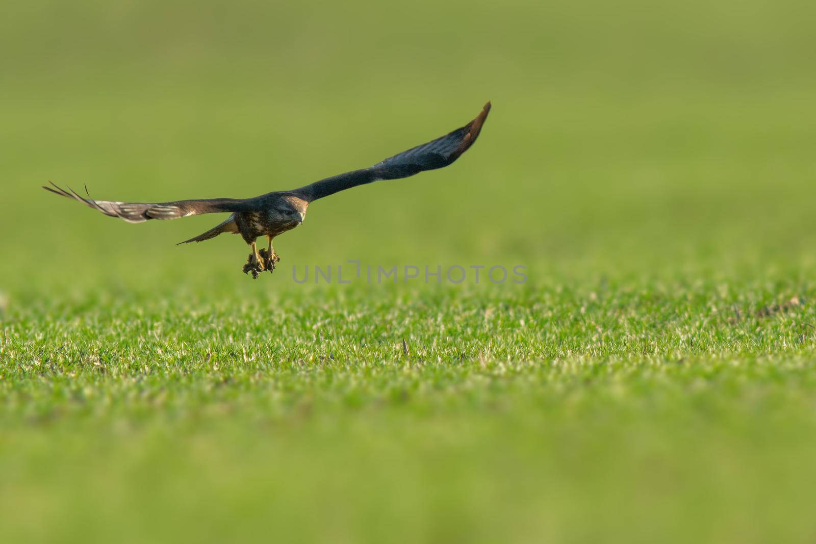 a buzzard flies over a green field