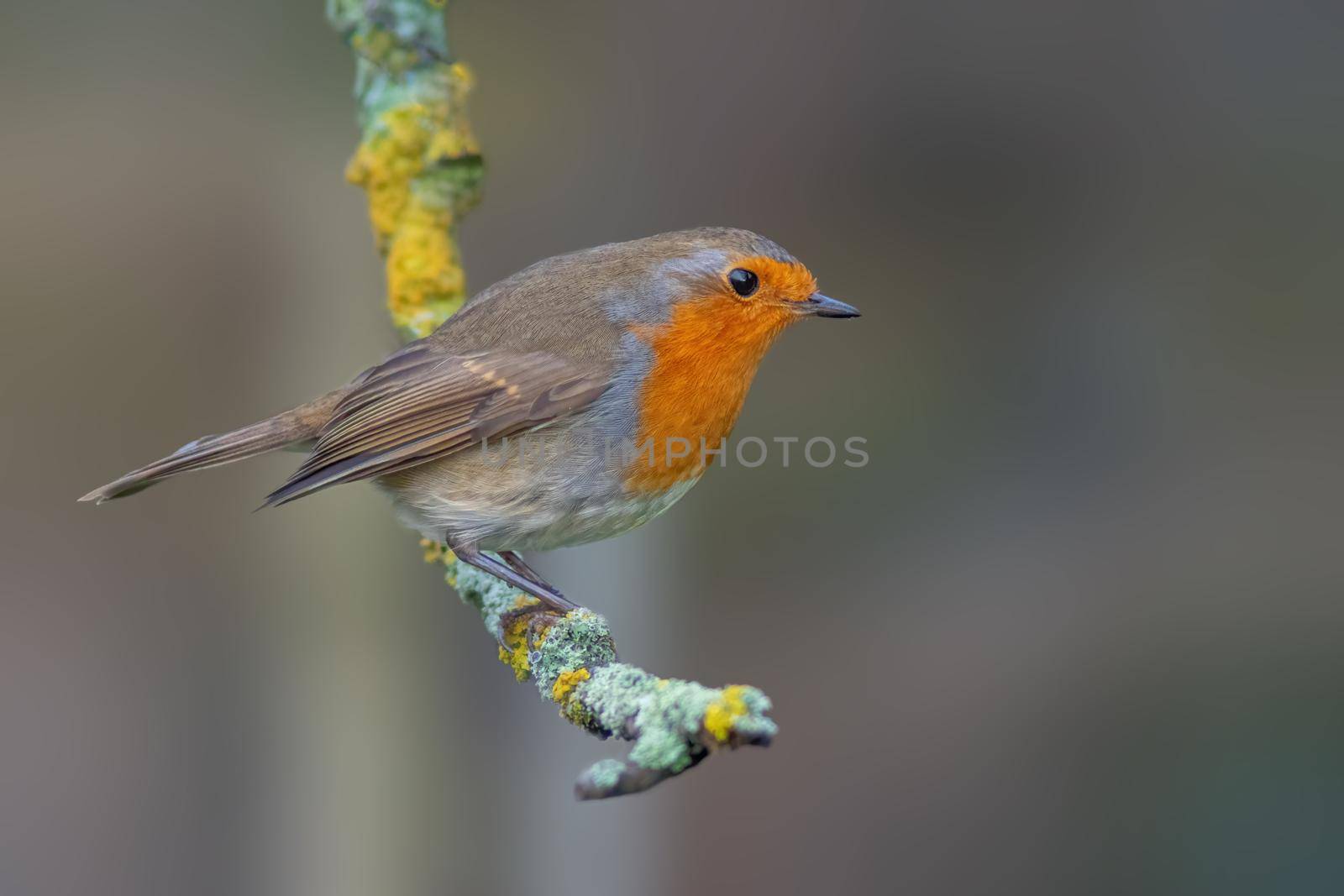 a robin sits on a branch