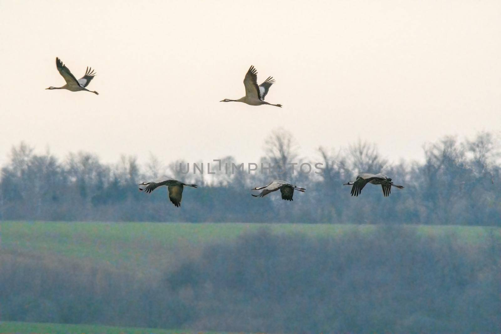 five cranes fly in the sky