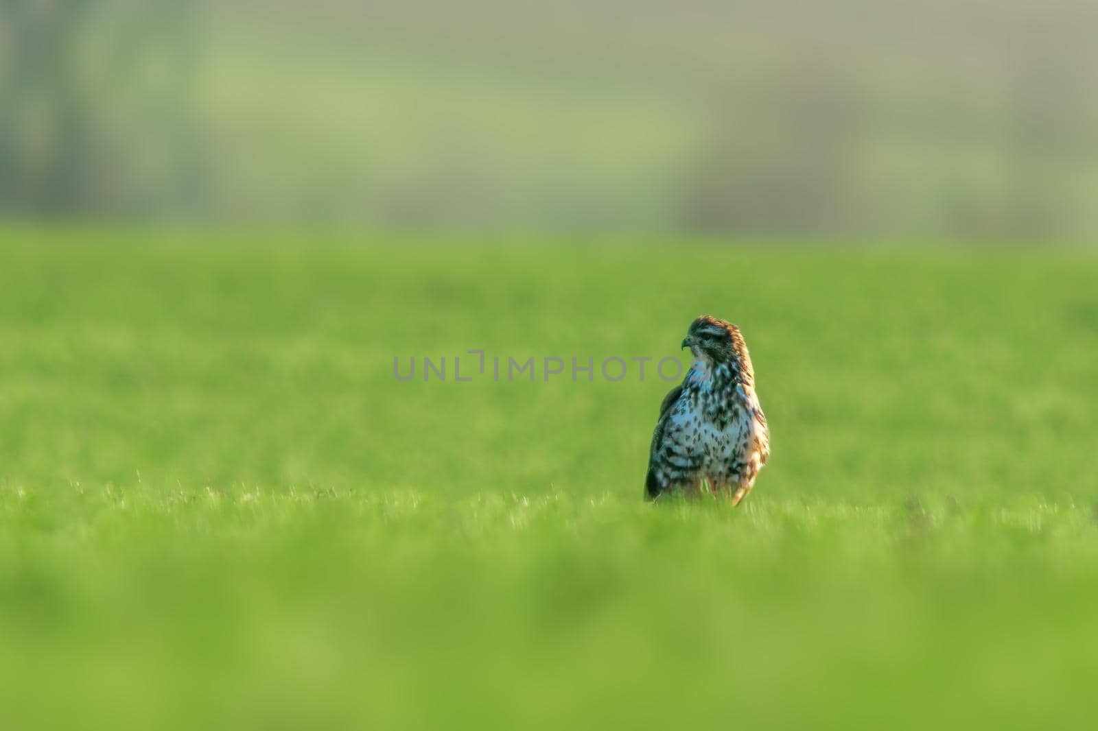 a Buzzard sits on a green field in spring