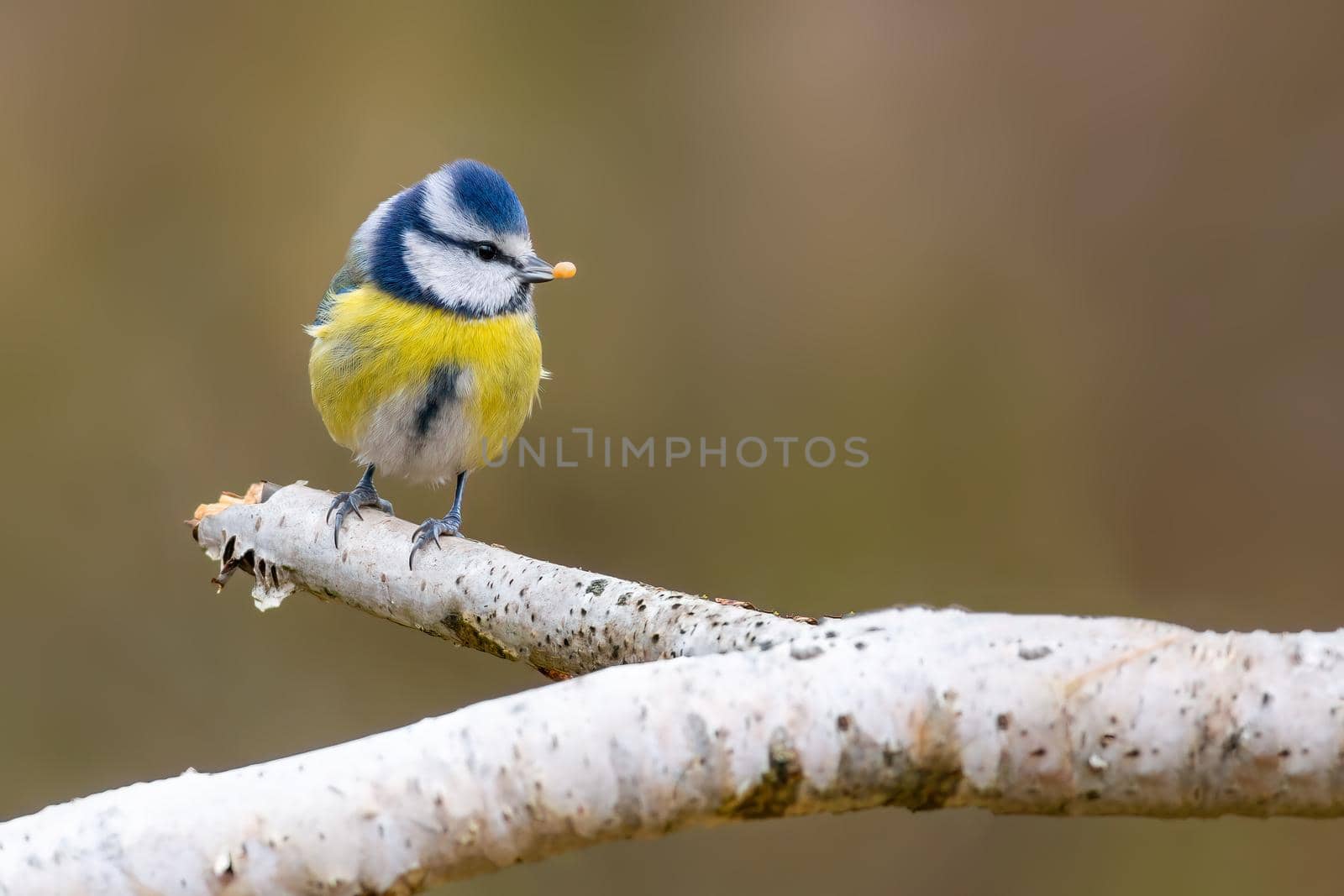a blue tit sits on a branch