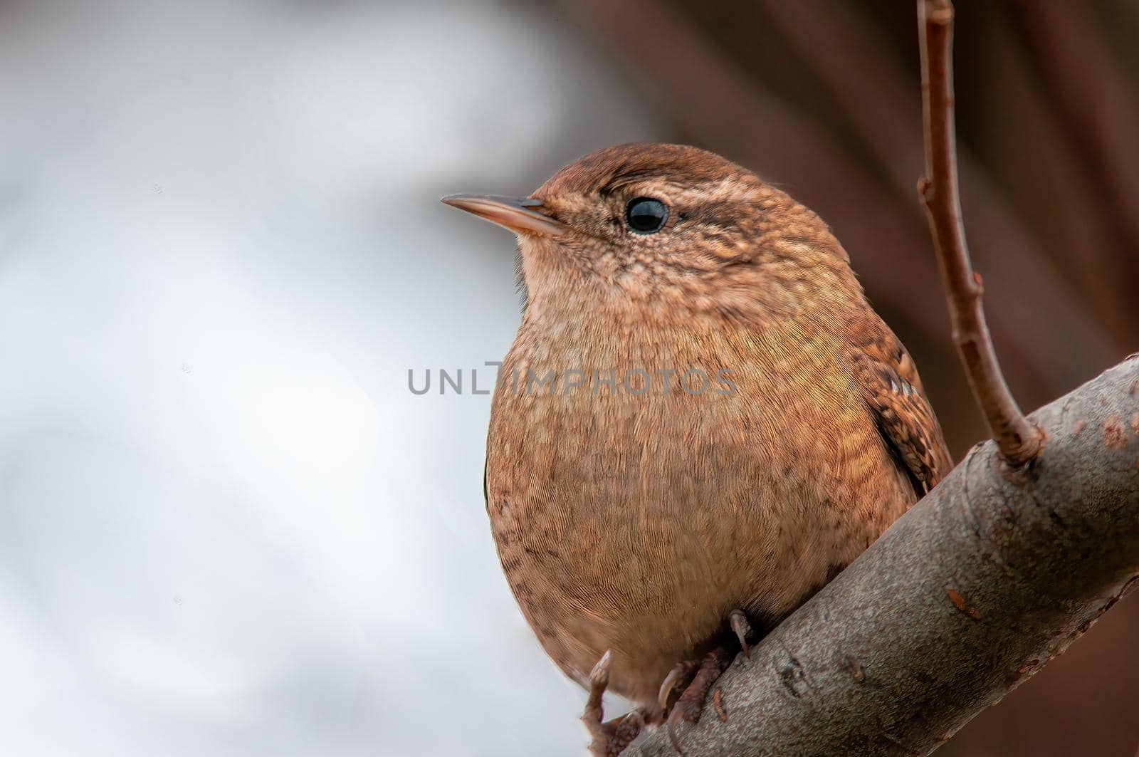 a wren sits on a branch and looks for food