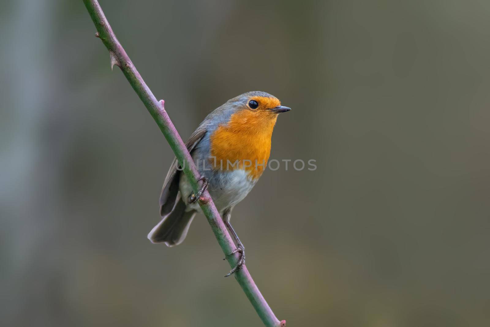a robin sits on a branch