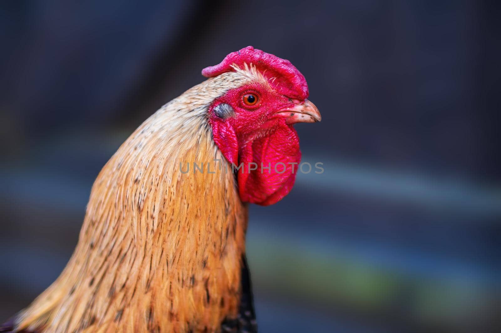 a domestic fowl rooster on a chicken yard