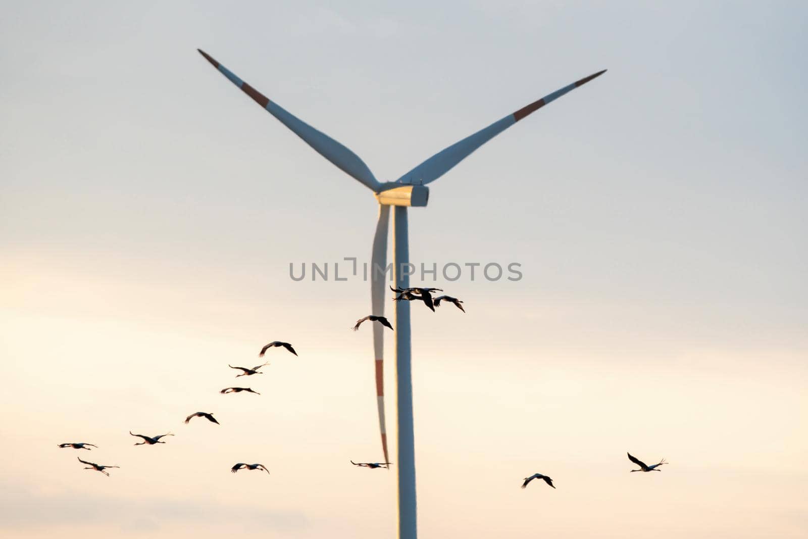 several cranes fly in the sky