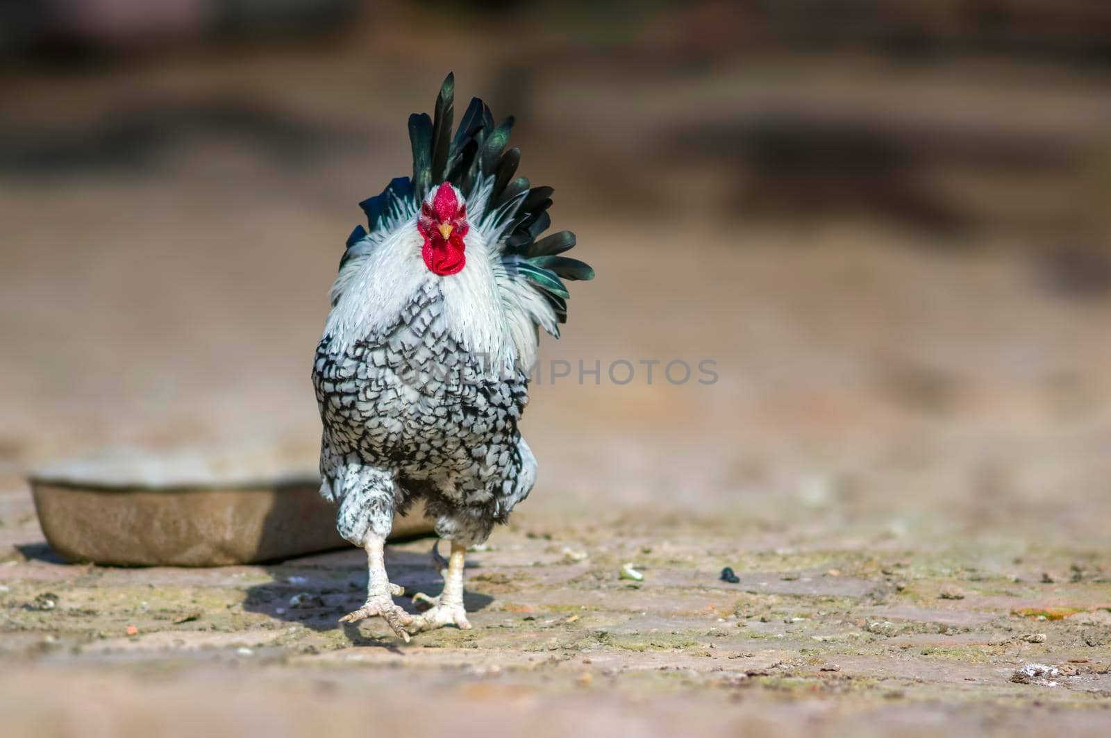 a domestic fowl rooster on a chicken yard