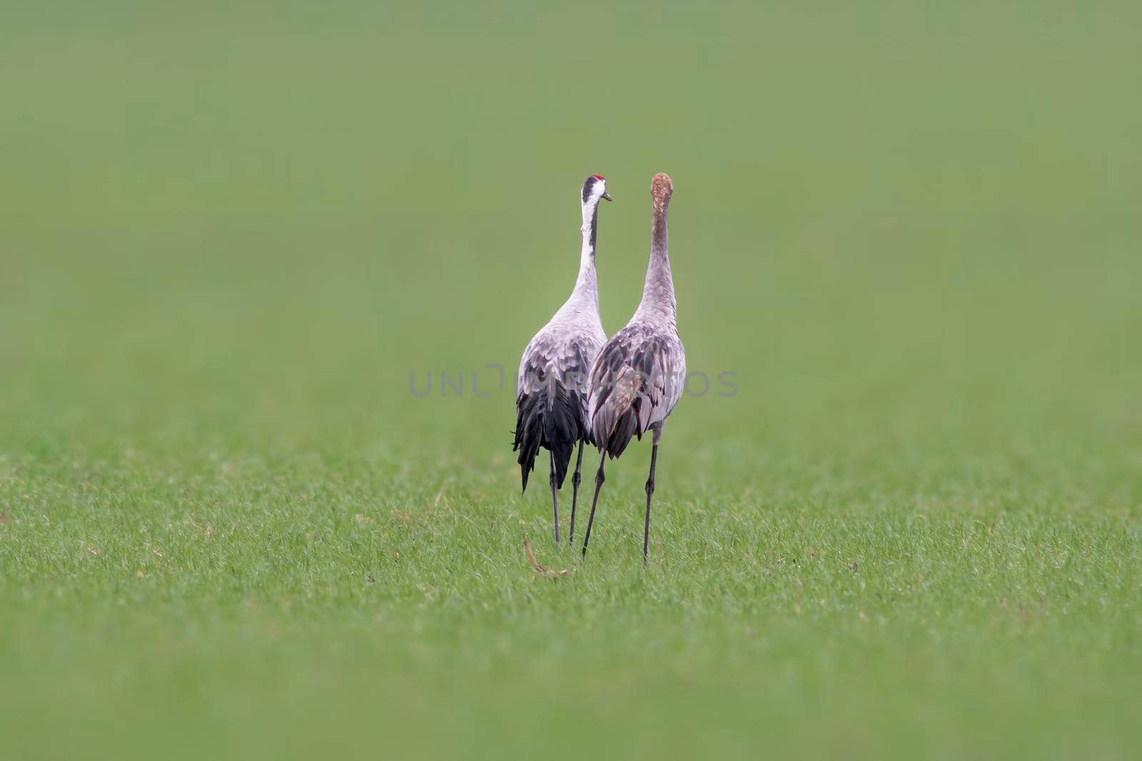 two cranes stands on a green field