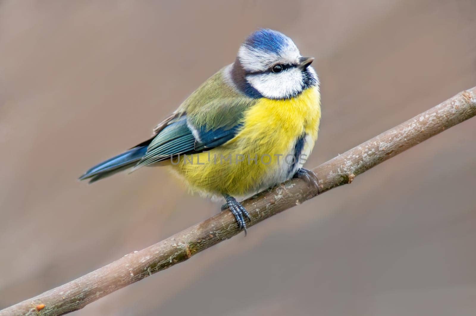 a blue tit sits on a branch