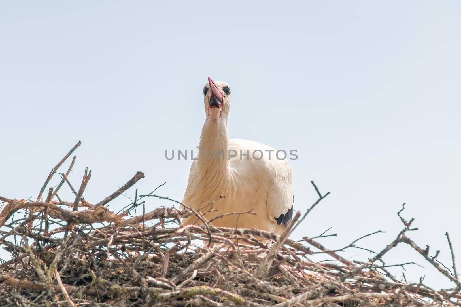 a white stork in its nest